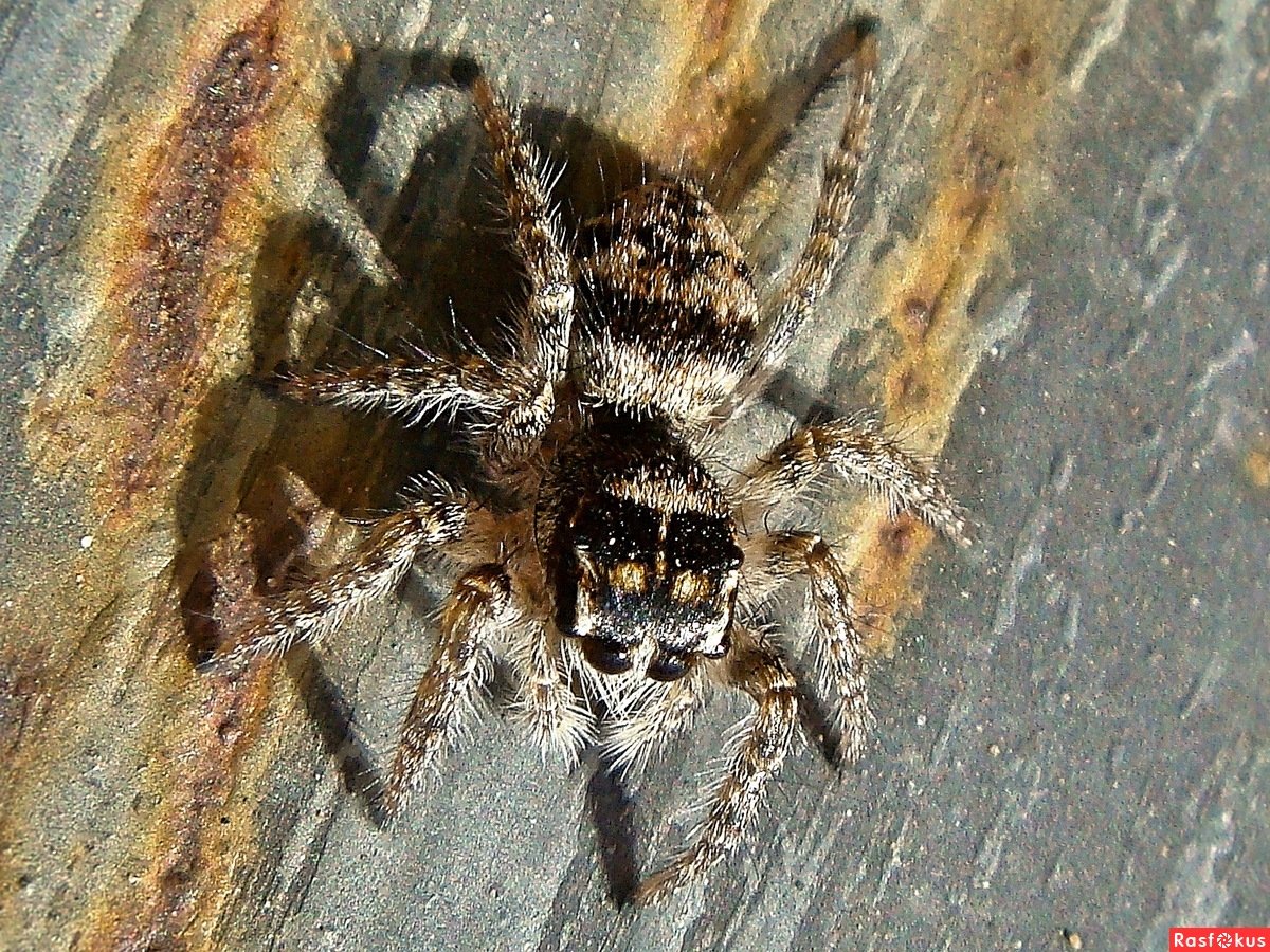 Пауки в Астрахани