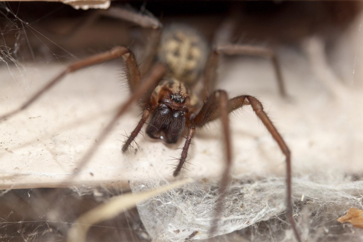 Домовой паук Tegenaria Agrestis