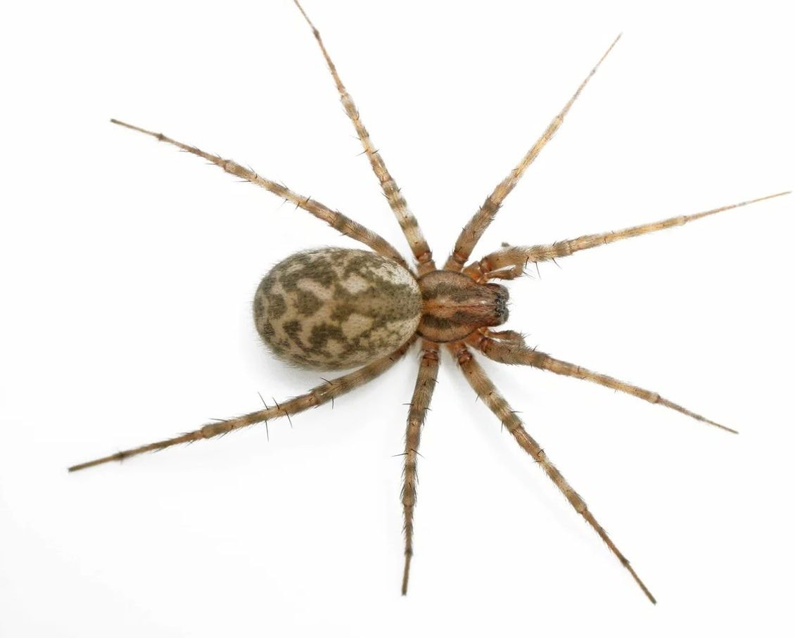 Tegenaria Agrestis Луговой паук