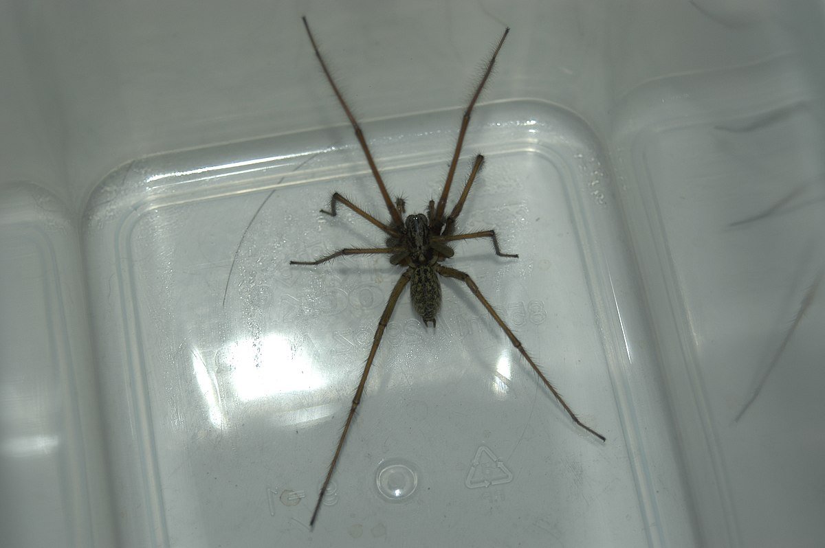 Домовой паук тегенария