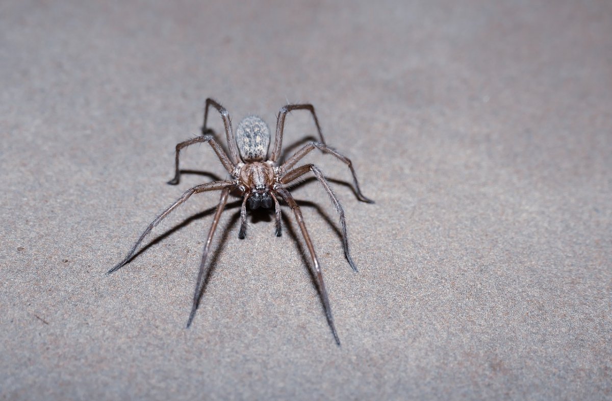 Tegenaria domestica паук