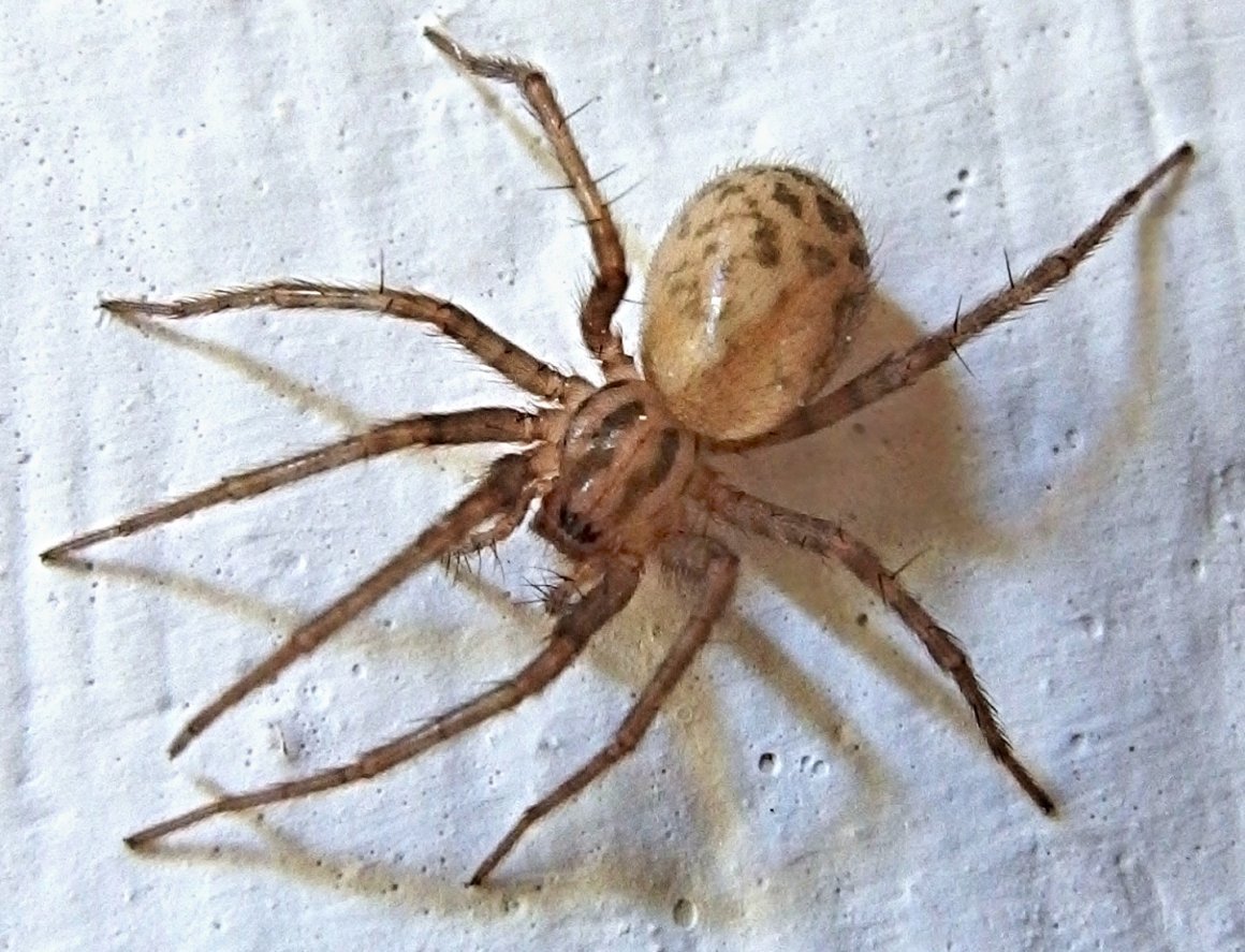 Паук тегенария домовая самец самка