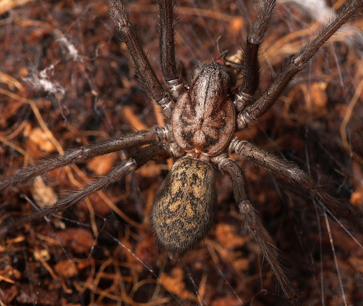 Черные пауки с длинными лапками
