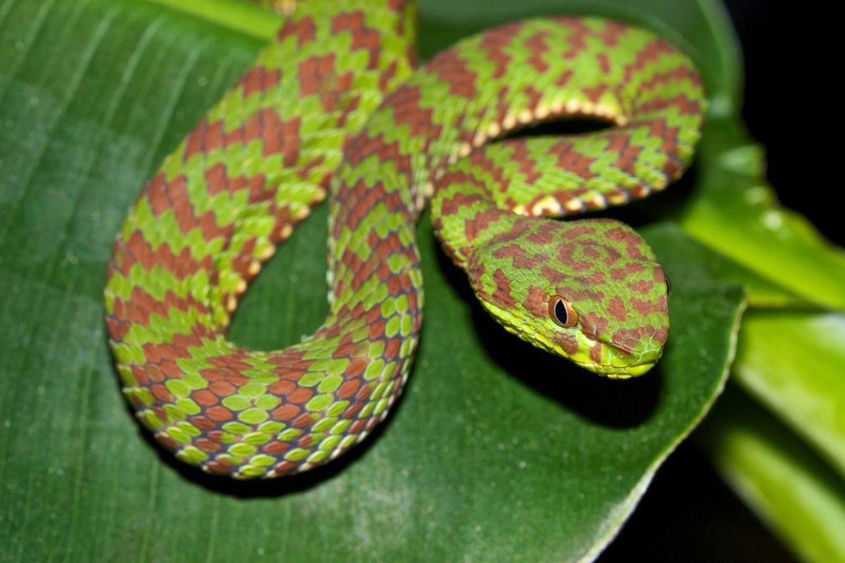 Зеленая куфия змея