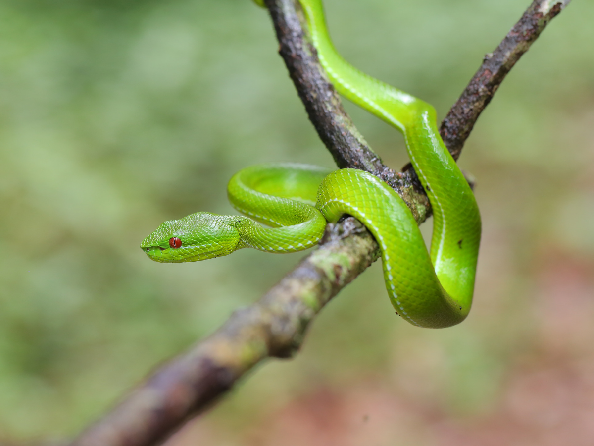 Тонкая зелёная змейка в Таиланде