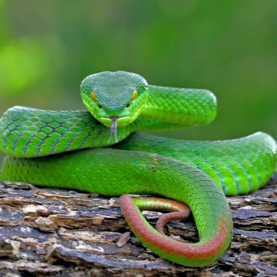 White-lipped Island Pit Viper