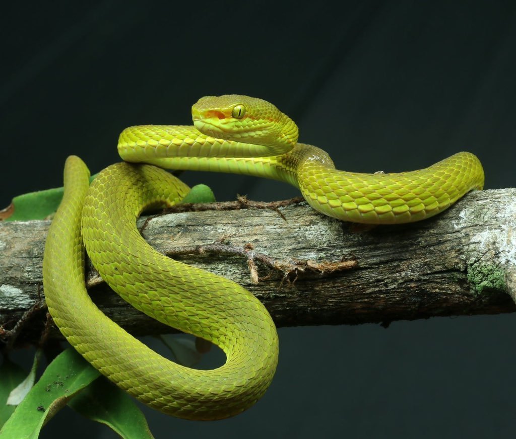 Салазар Слизерин змея