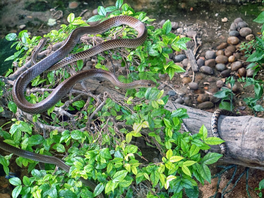 Пальмовая змея Таиланд