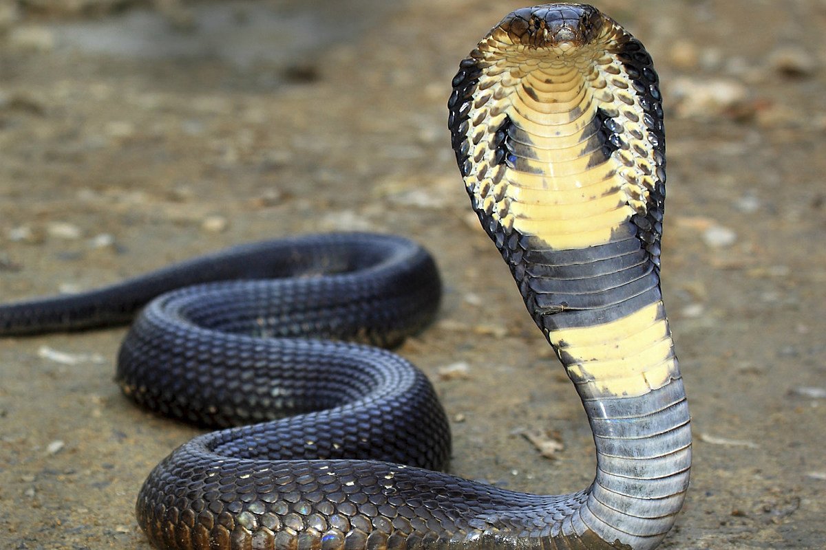 Чёрно-зелёная Лесная гадюка