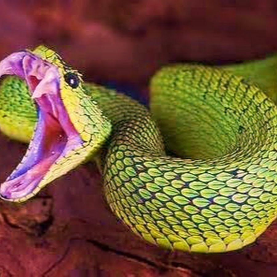 Золотистая куфия змея