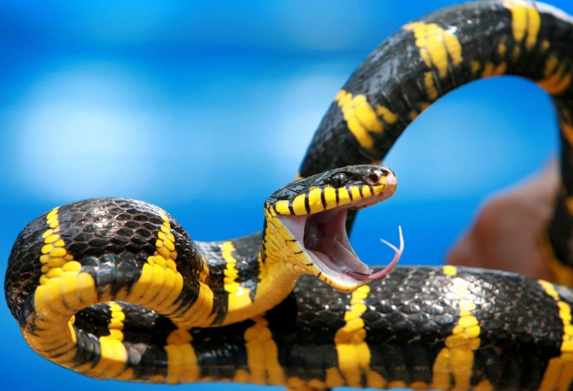 Змея бойга мангровая