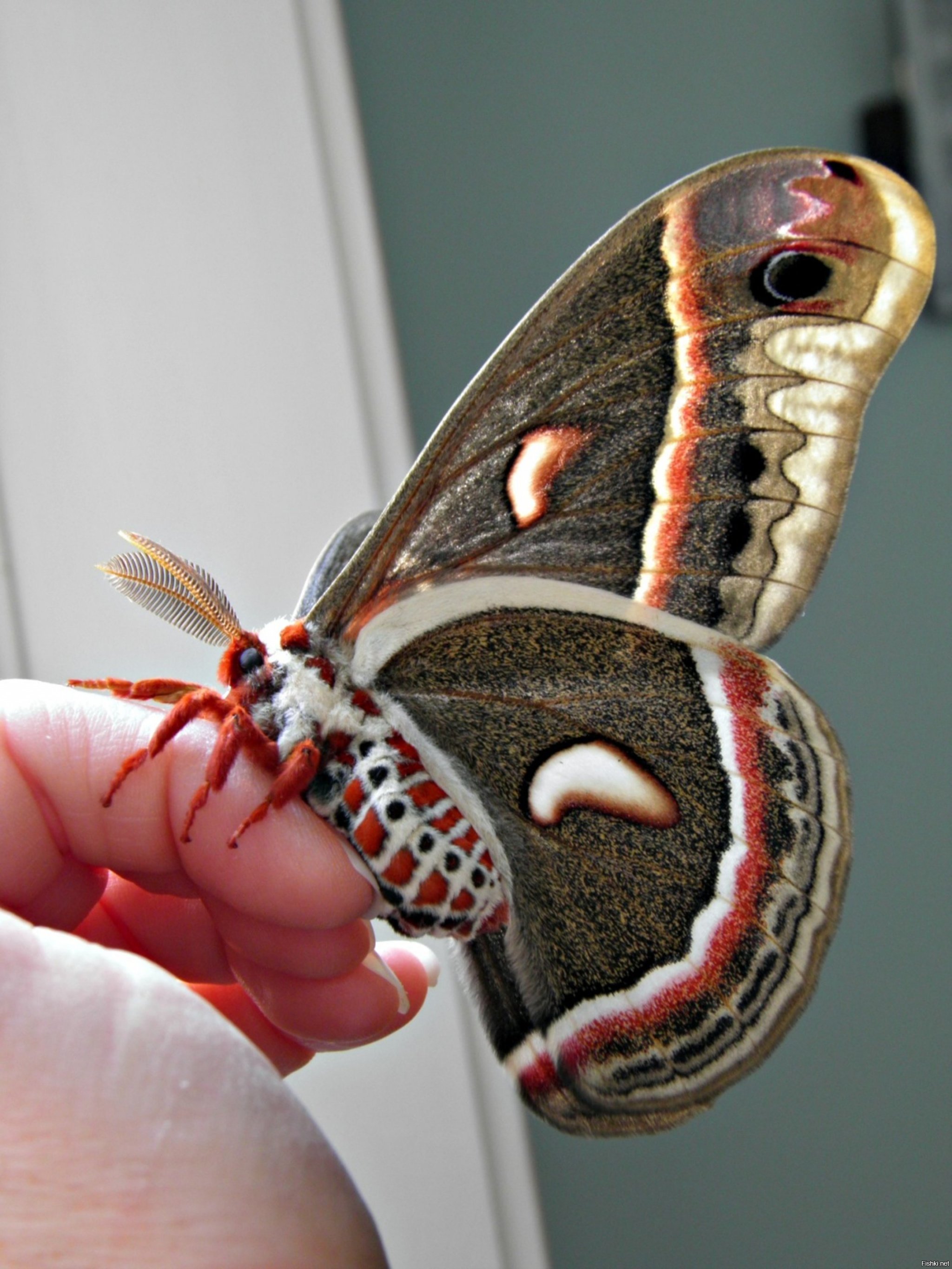 Крупные бабочки фото. Бабочка Сатурния Павлиноглазка. Павлиноглазка цекропи. Павлиноглазка цекропия. Сатурния цекропия бабочка.
