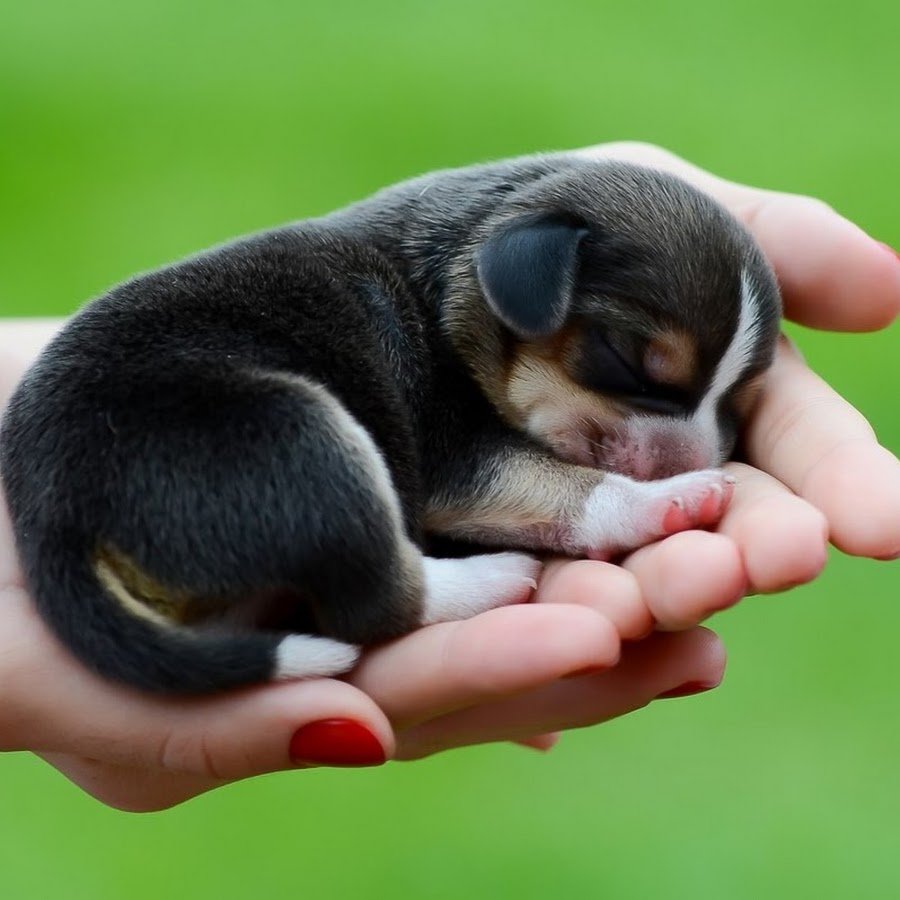 Мир на ладошке. Щенок