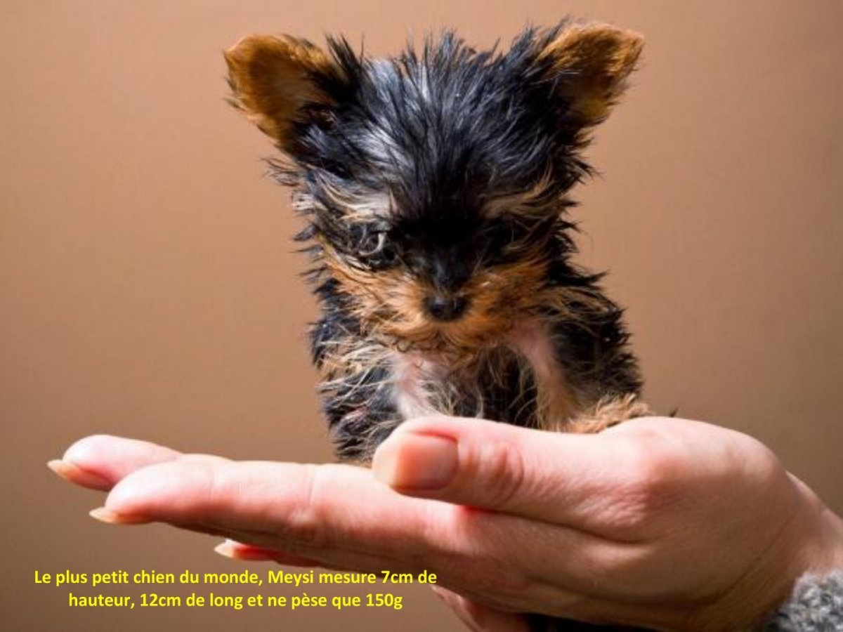 Самая маленькая собака в мире