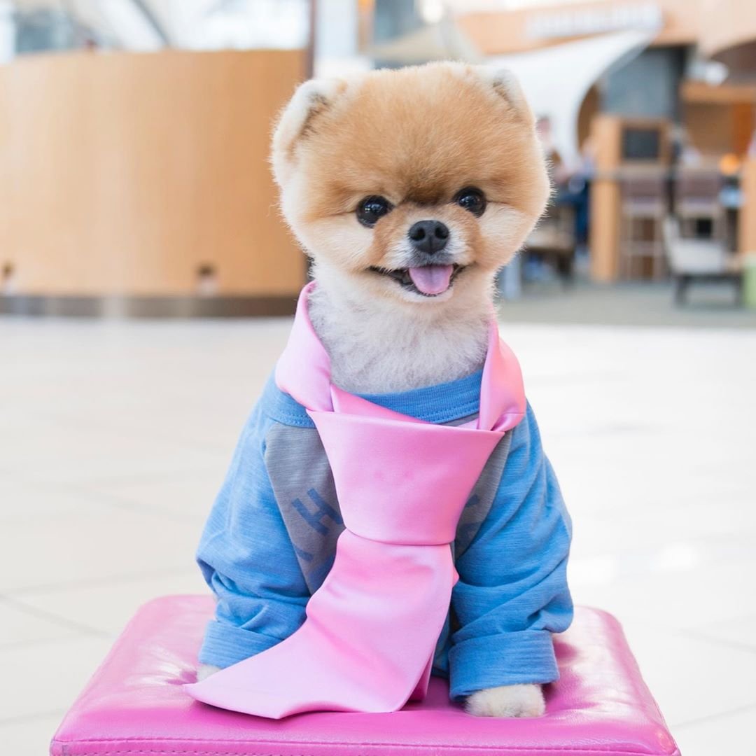 Померанский шпиц Джифф