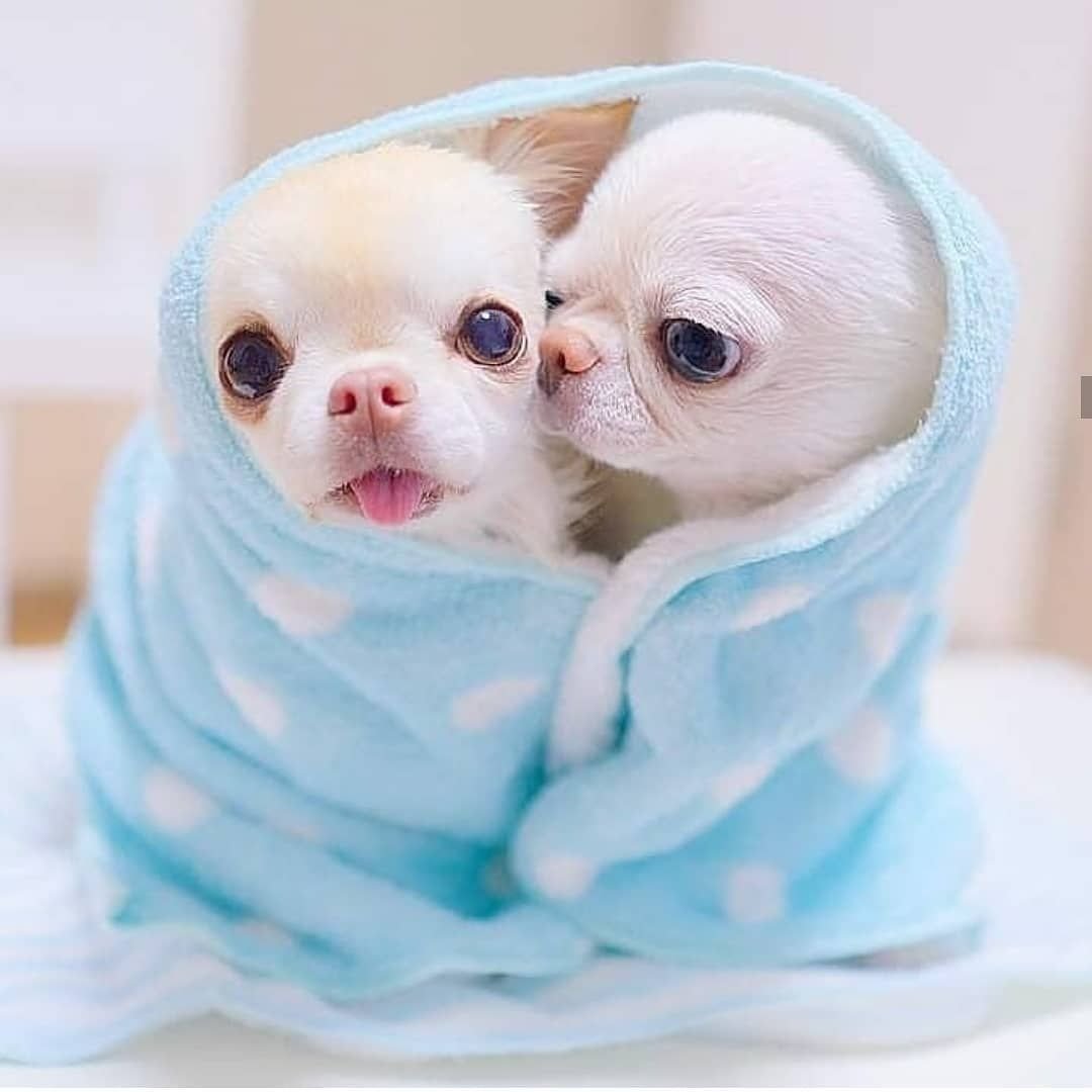 Щенки очень милые