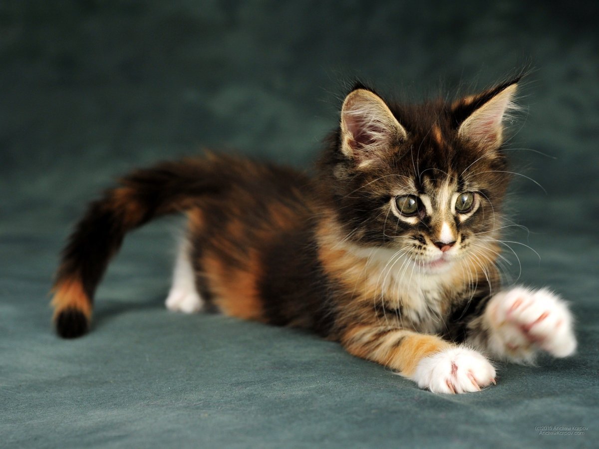 Трёхцветная кошка Мейн кун