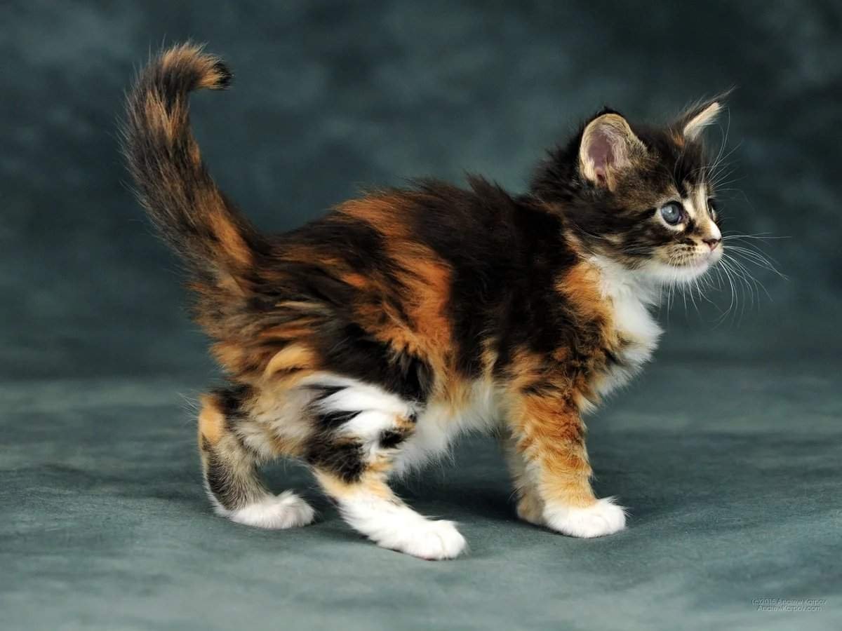 Мейн кун Калико