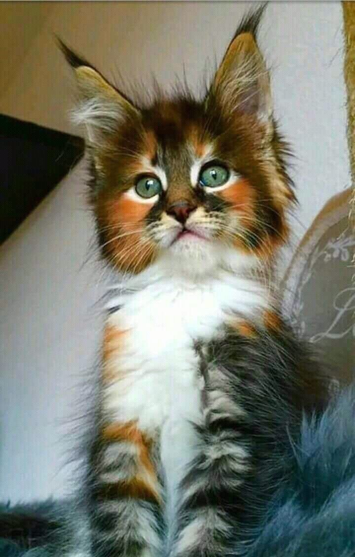 Трёхцветная кошка Мейн кун