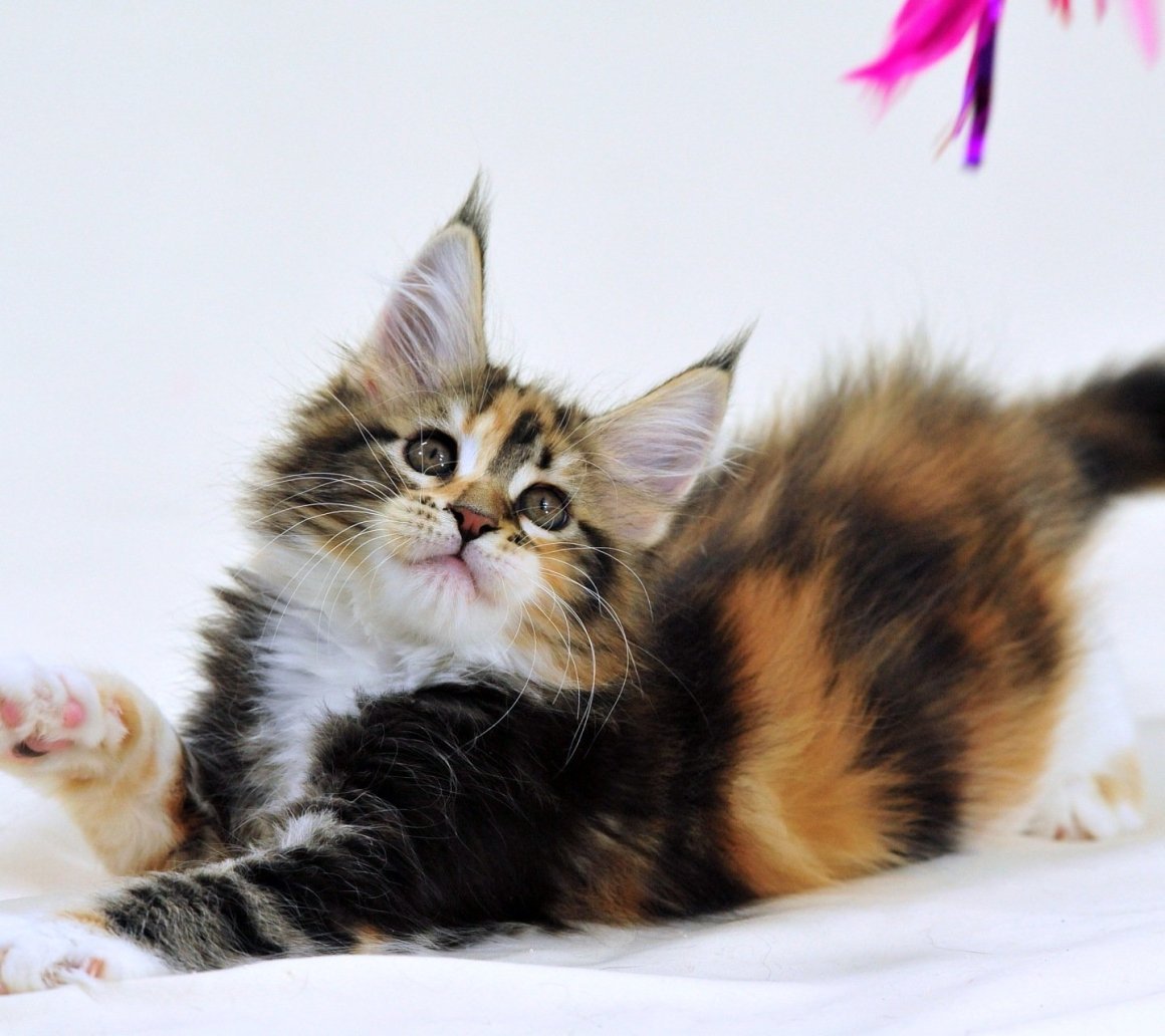 Трехцветные Мейн куны котята