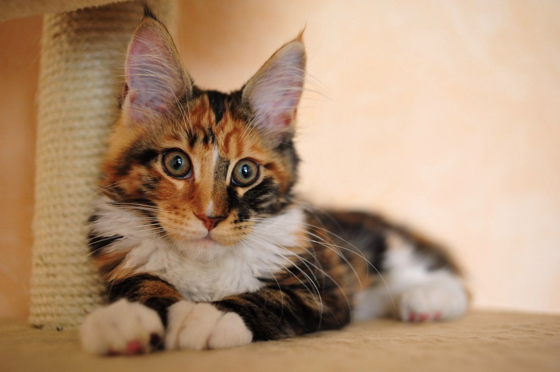 Трёхцветная кошка Мейн кун