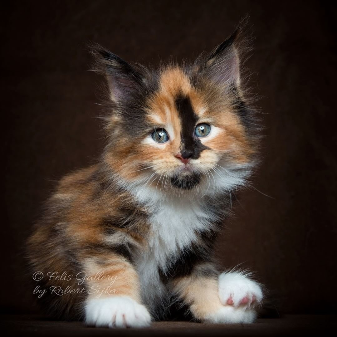 Котята мейкуна трехцветные