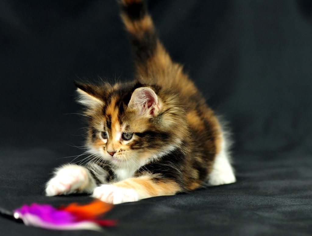 Играющие котята