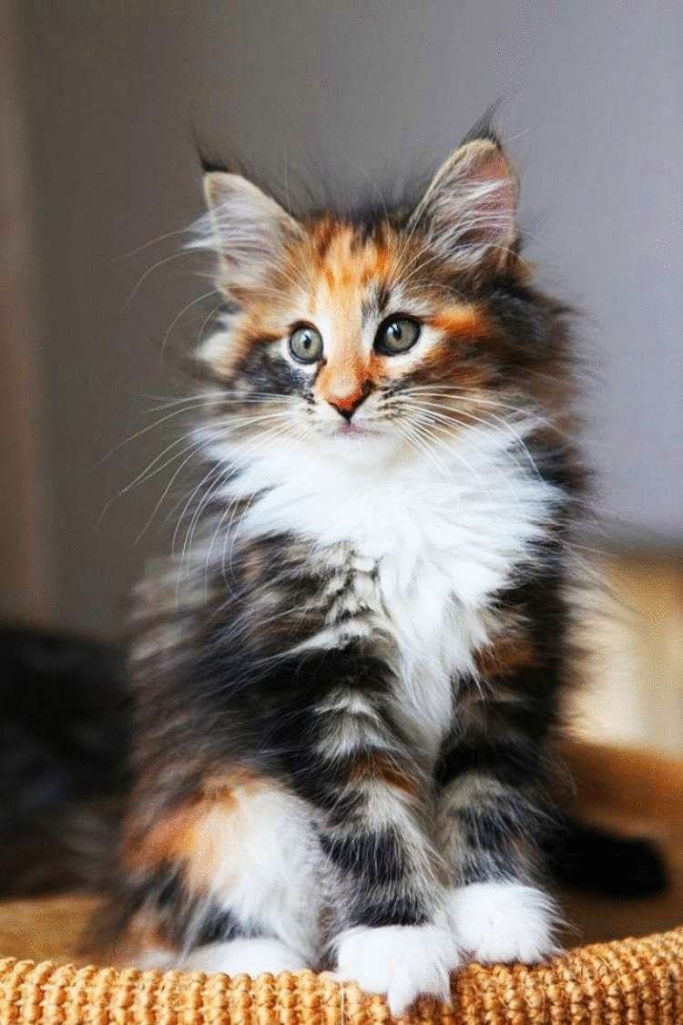 Норвежская Лесная кошка трехцветная