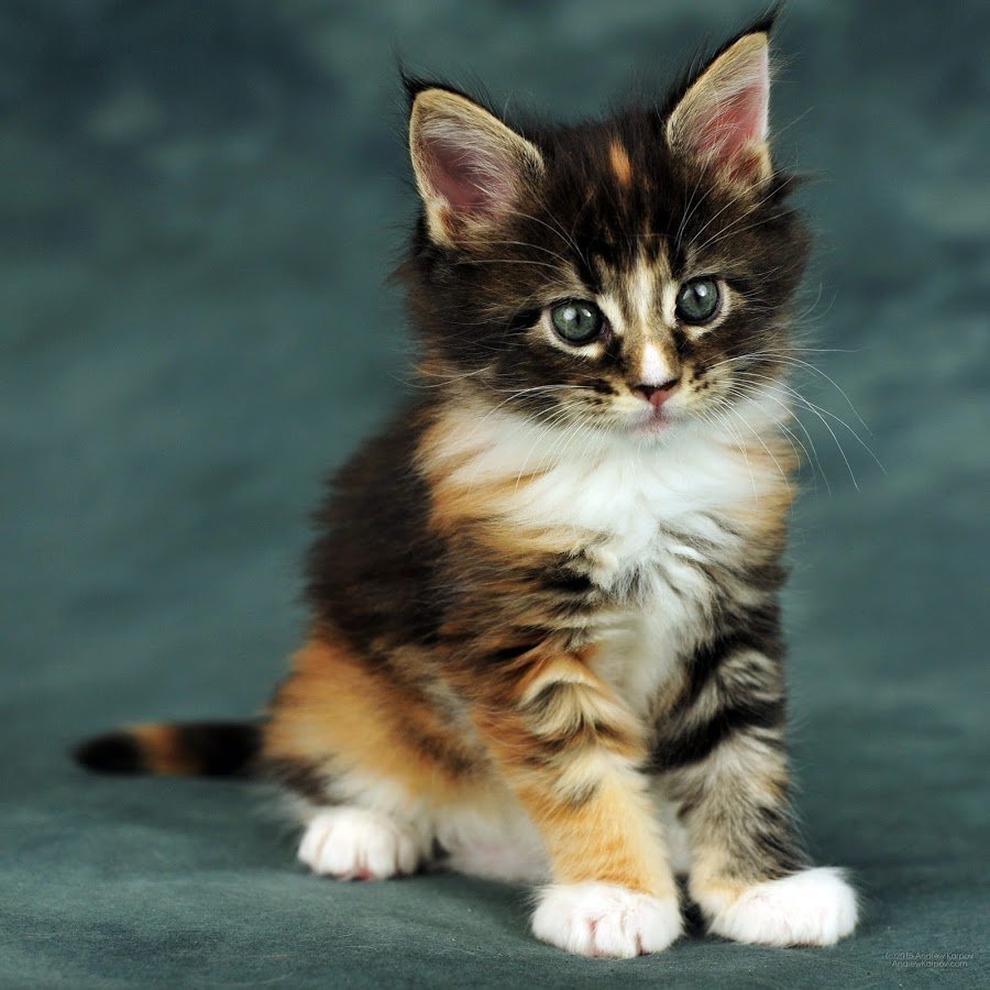 Кот породы Калико