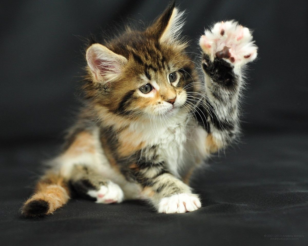 Мейн кун фото