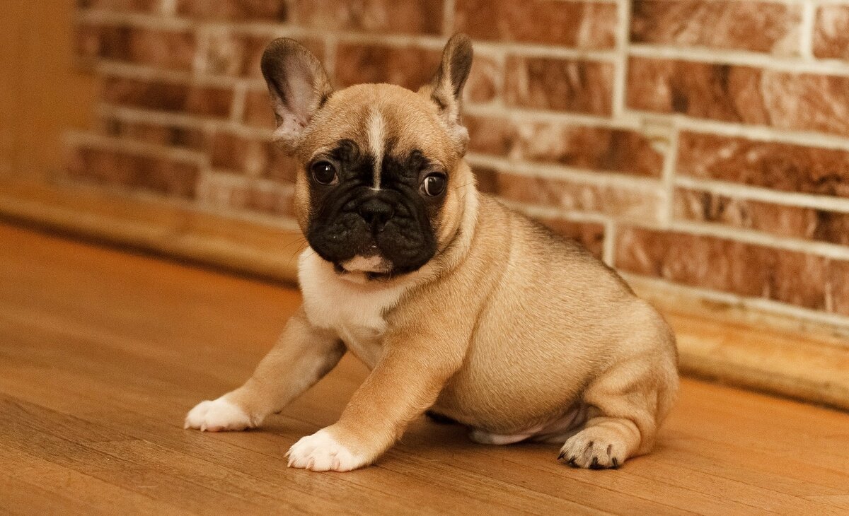 Французский бульдог серый с голубыми глазами