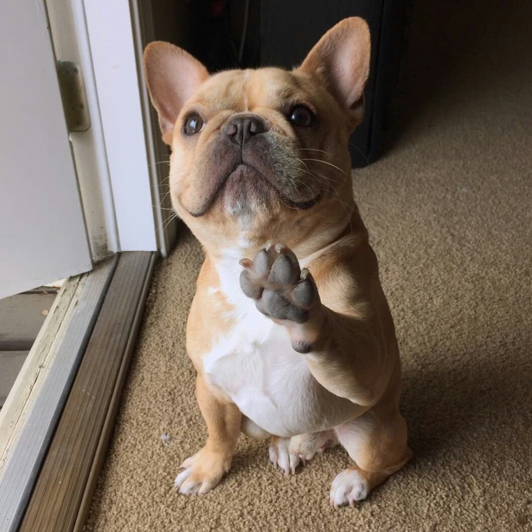 Французский бульдог сзади