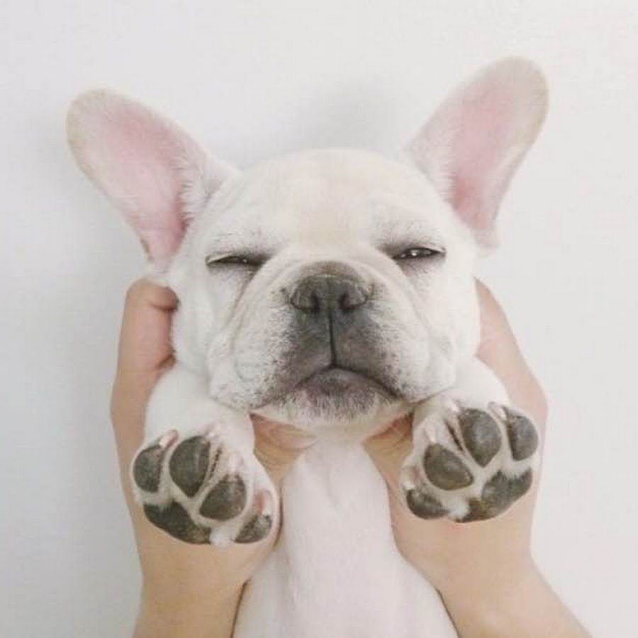 Мини бульдог французский карликовый