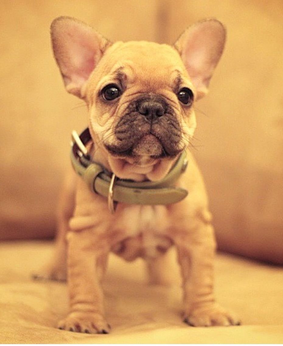 Французский бульдог мини