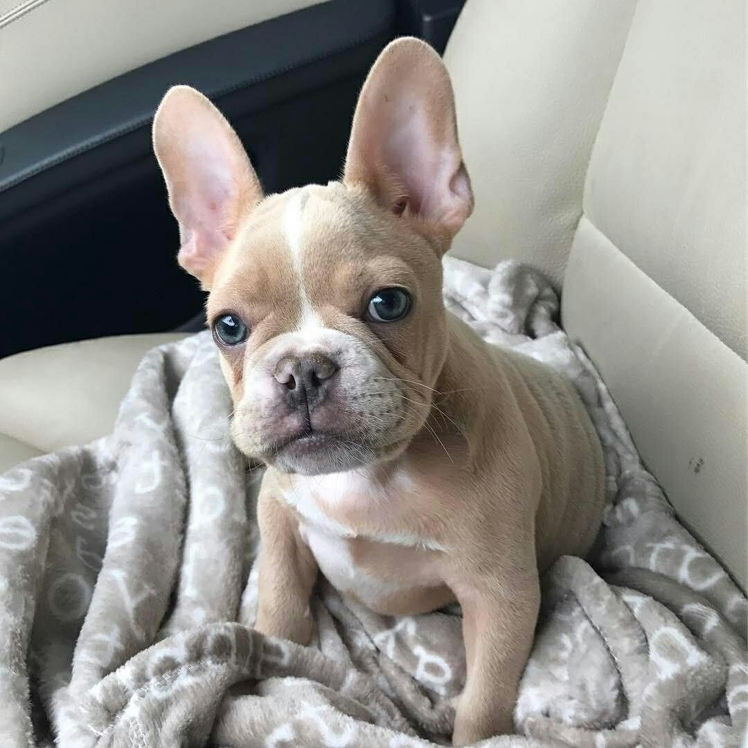 Французский бульдог альбинос