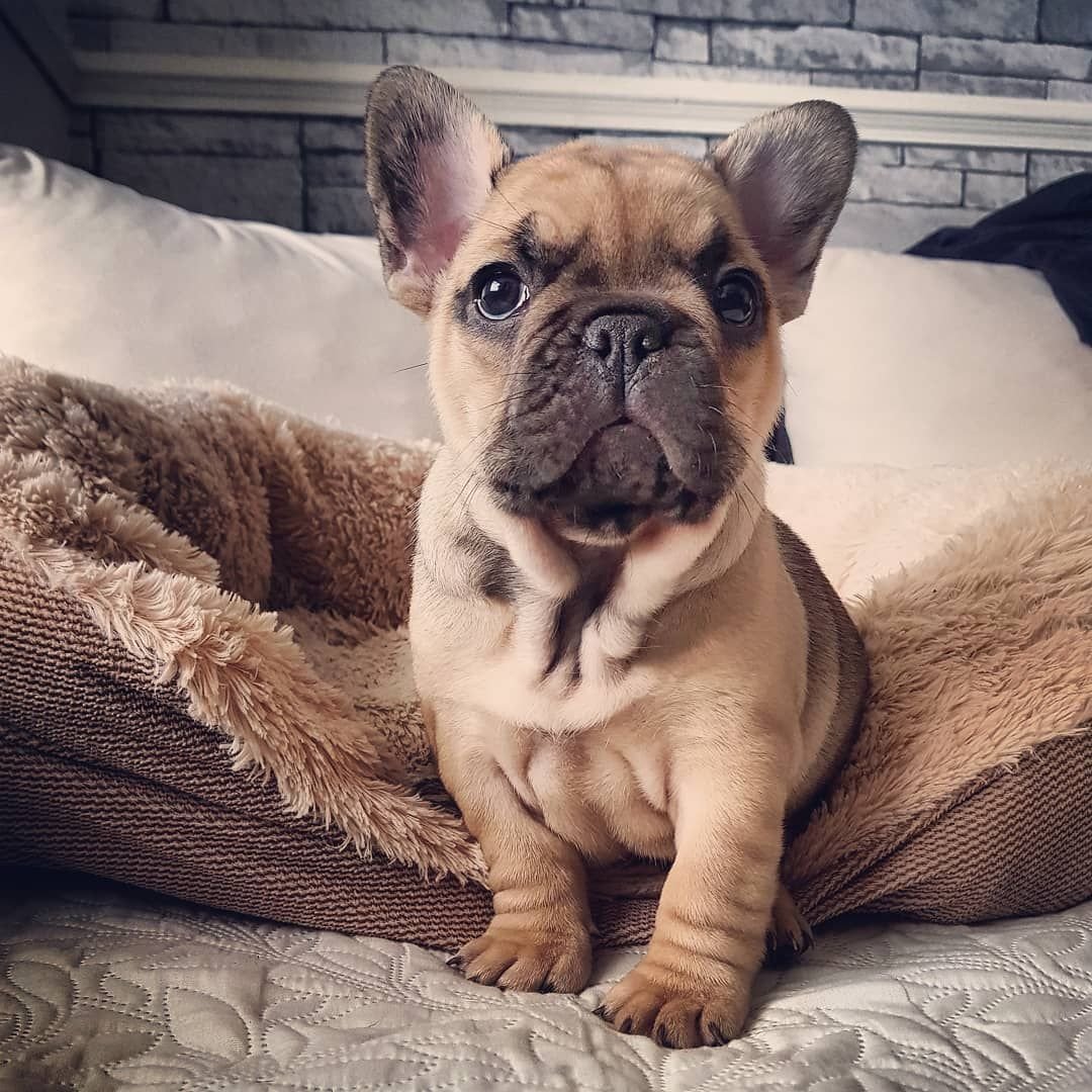 Палевый бульдог