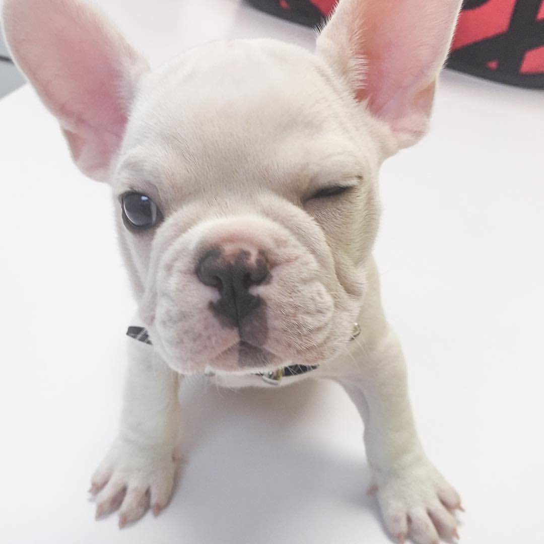 Французский бульдог палевый