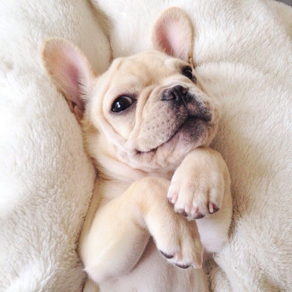 Смешные бульдожки французские