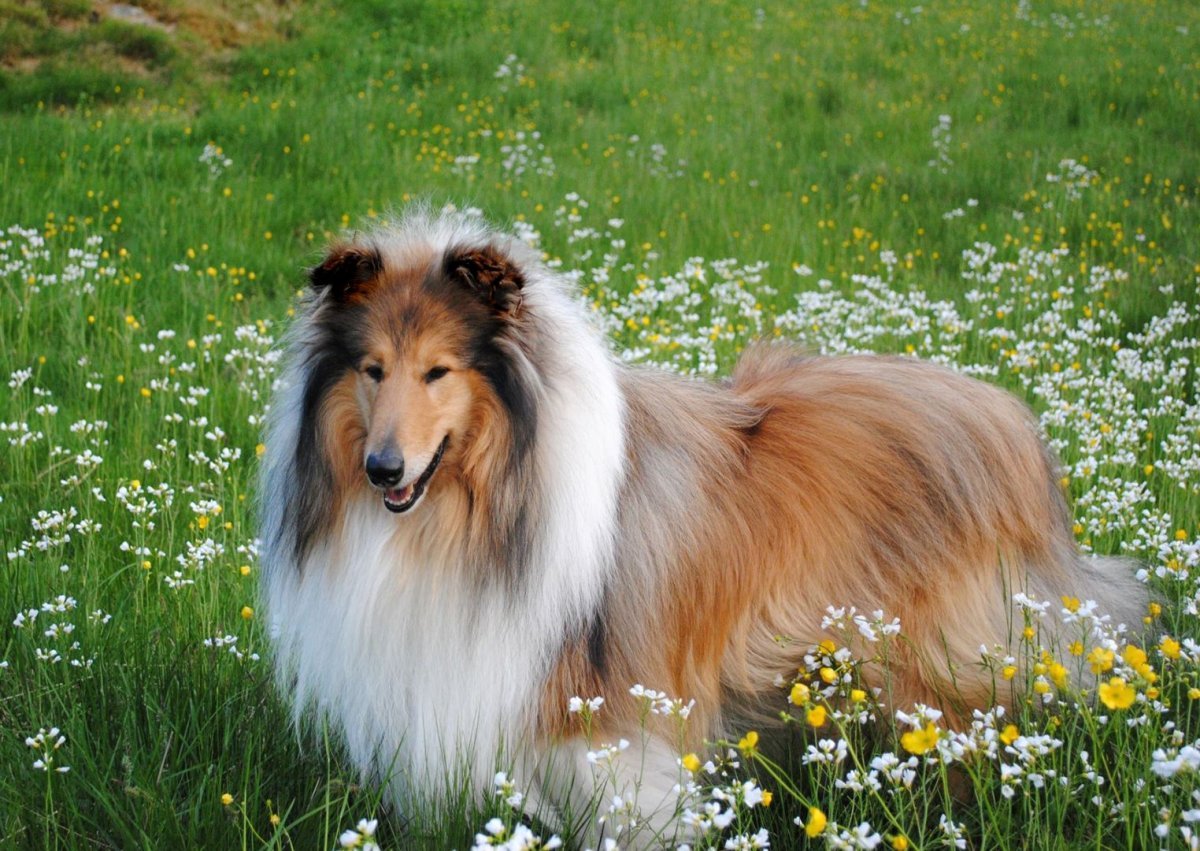 Шотландская колли