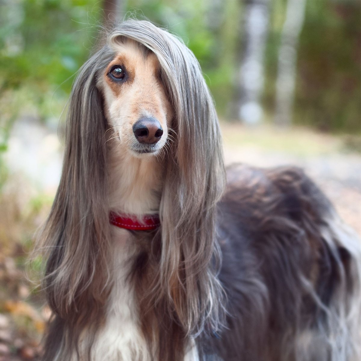 Шотландская овчарка колли щенки