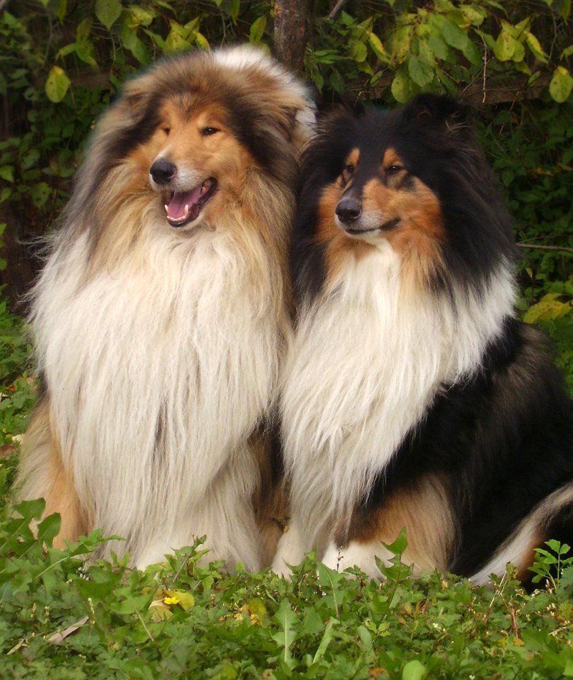 Подьская низкая овчарка