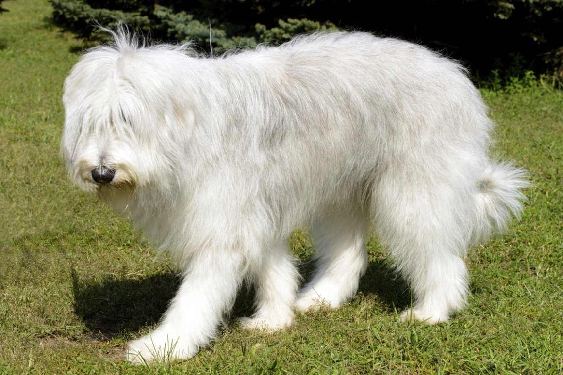 Афганская борзая овчарка