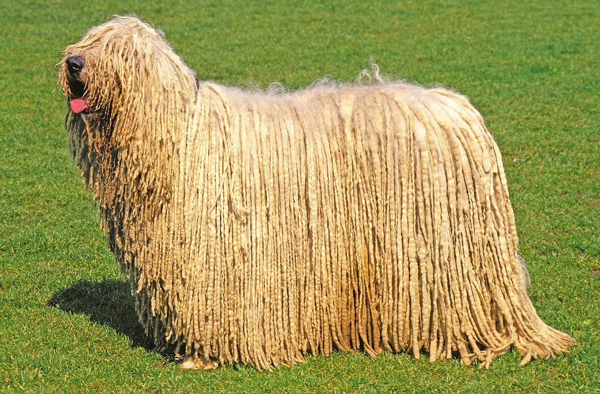 Венгерская пастушья овчарка