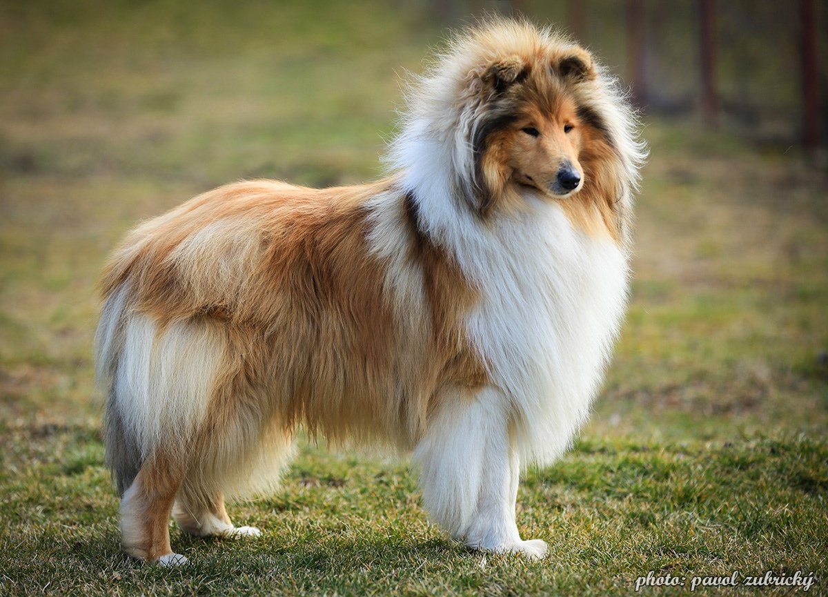 Шотландская овчарка (колли)