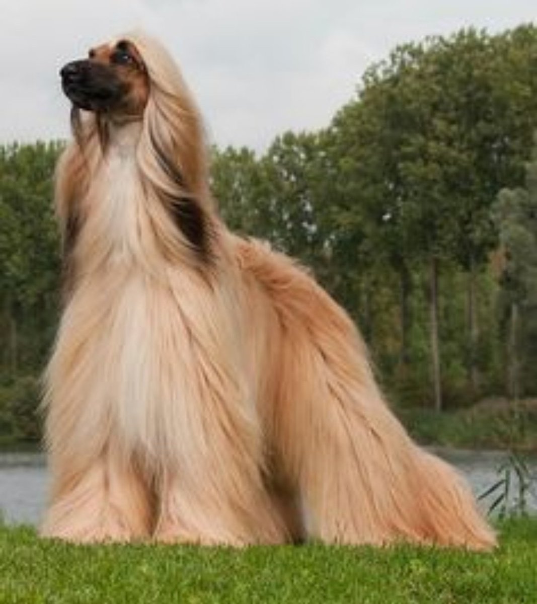 Бергамская овчарка Бергамаско