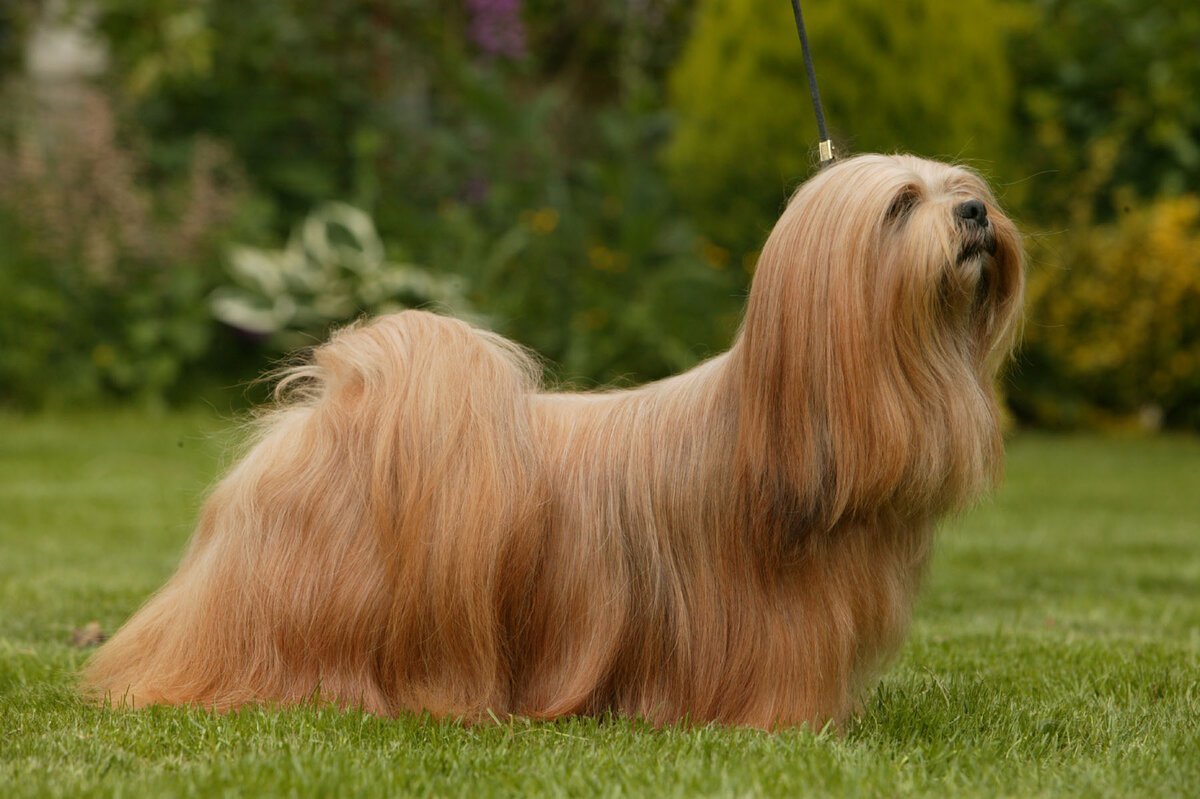 Шотландская овчарка колли пастушья