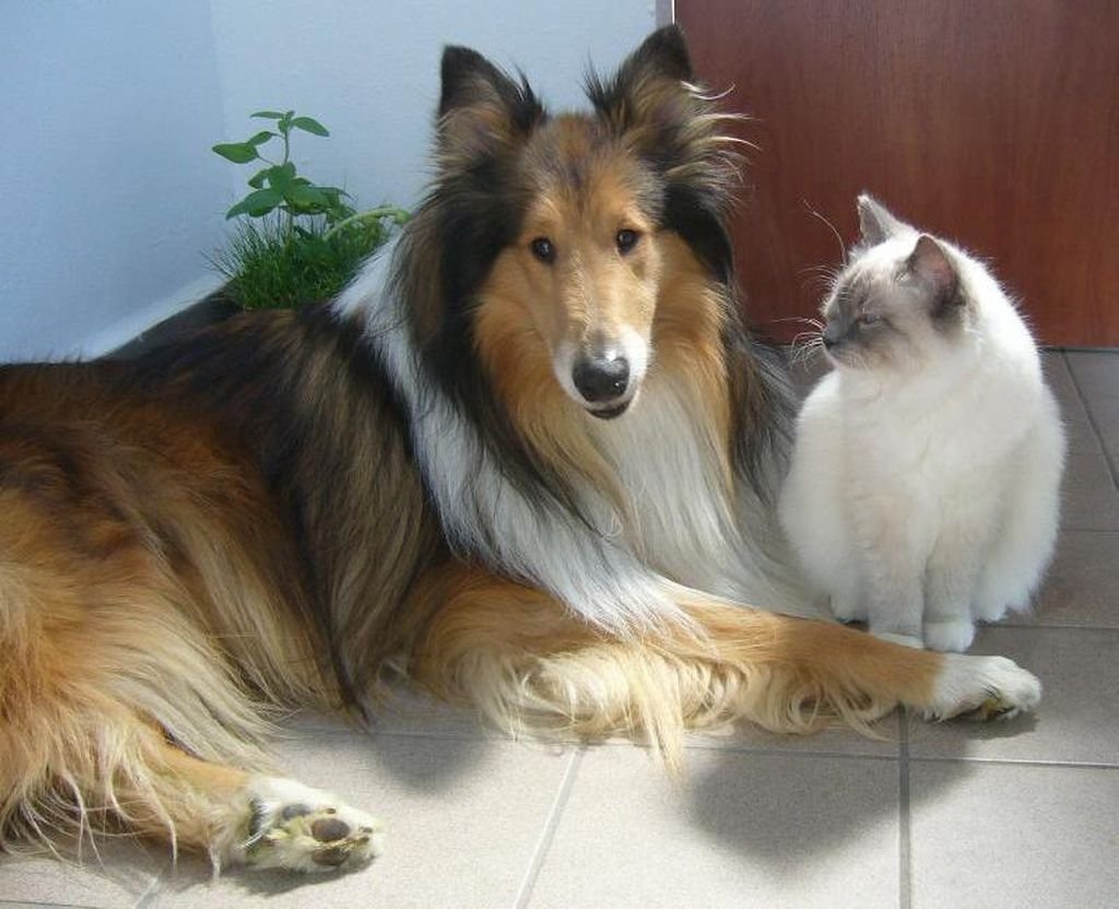 Терьер длинношерстный белый