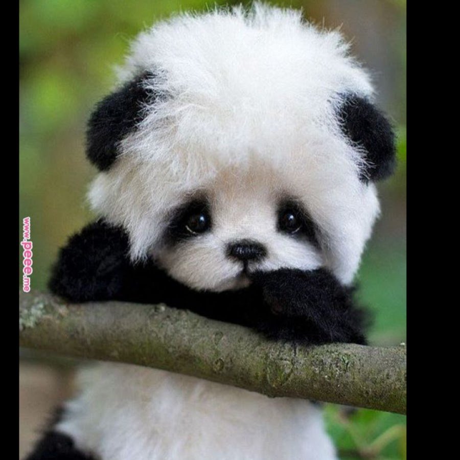 Пинь-Пинь Панда