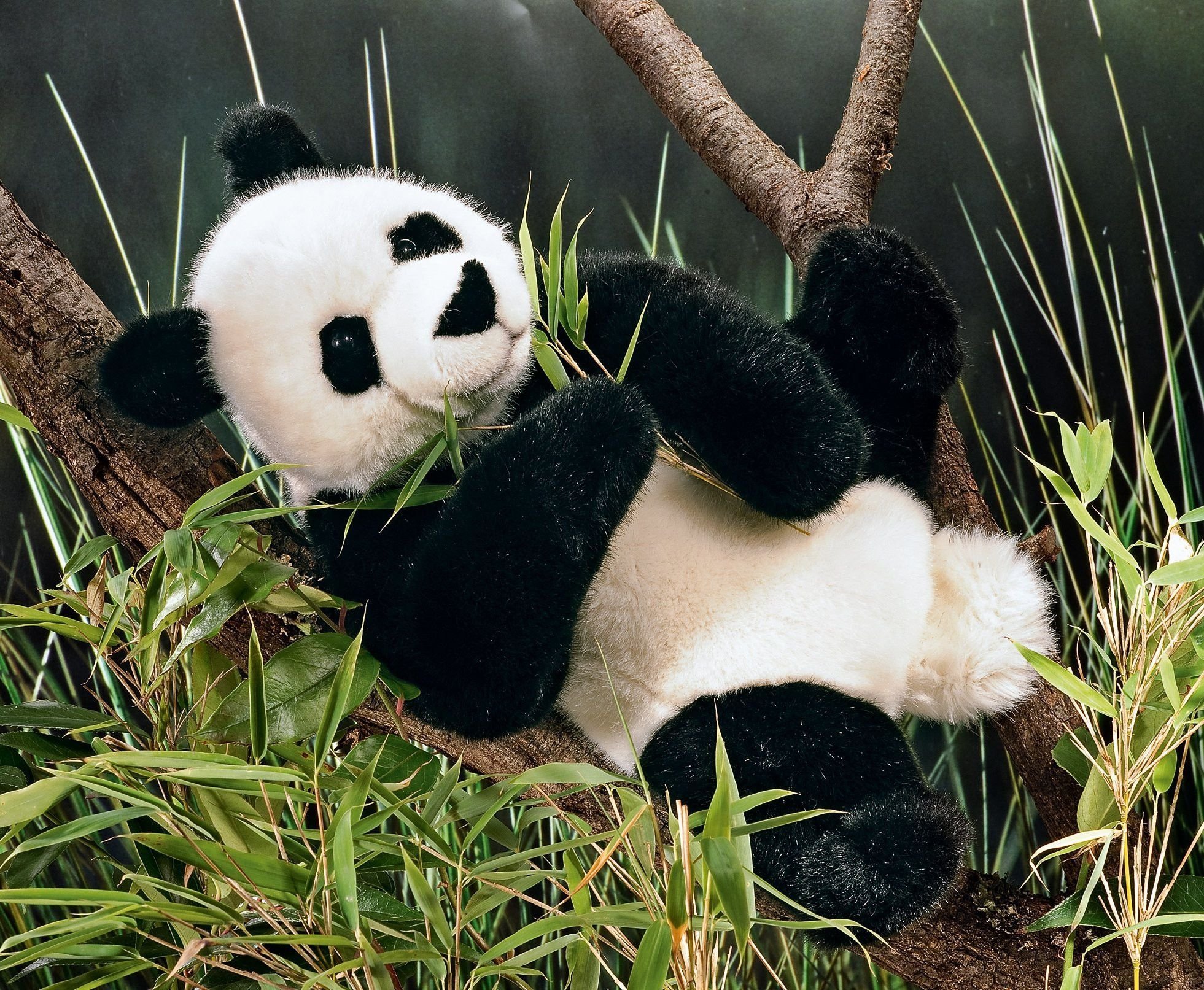Buy panda. Декоративная Панда Живая. Панда Живая маленькая. Маленькая Живая Пандочка. Панда в живой природе.