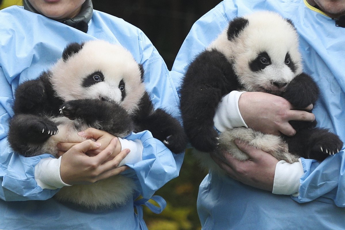 Когда вышла 1 панда. Панда с детёнышем. Новорожденная Панда. Большая Панда. Рождение панды.